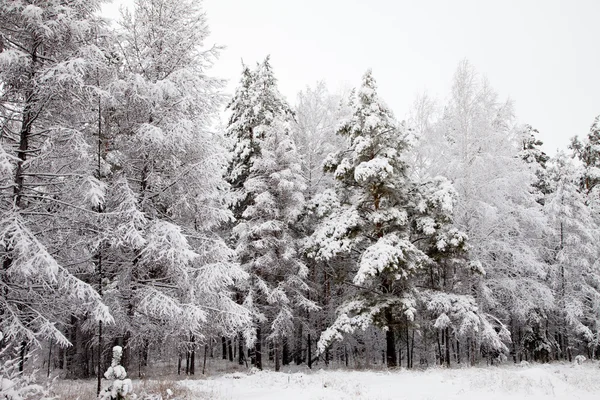 Winter verschneite Wälder in Sibirien Stockbild