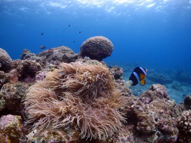 Kho Ishigaki amemonefish