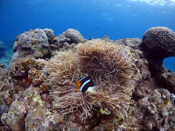 Amemonefish i Kho ishigaki — Stockfoto