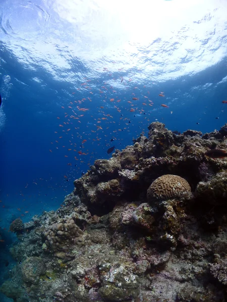 魚の群れ — ストック写真