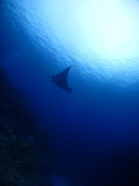 Rayo de Manta en Kho ishigaki —  Fotos de Stock