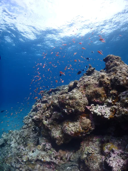 Escuela de peces — Foto de Stock