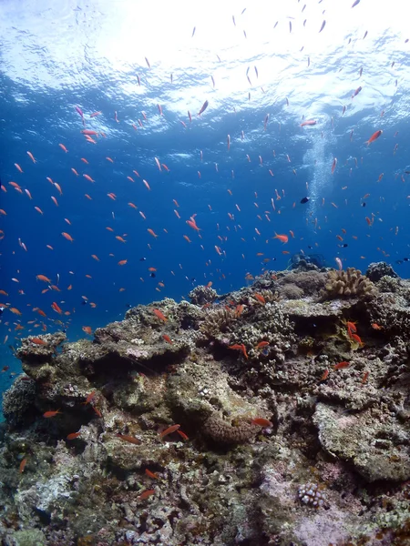 Escuela de peces — Foto de Stock