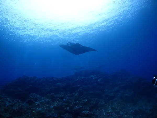 Kho Ishigaki Manta ray — Stok fotoğraf