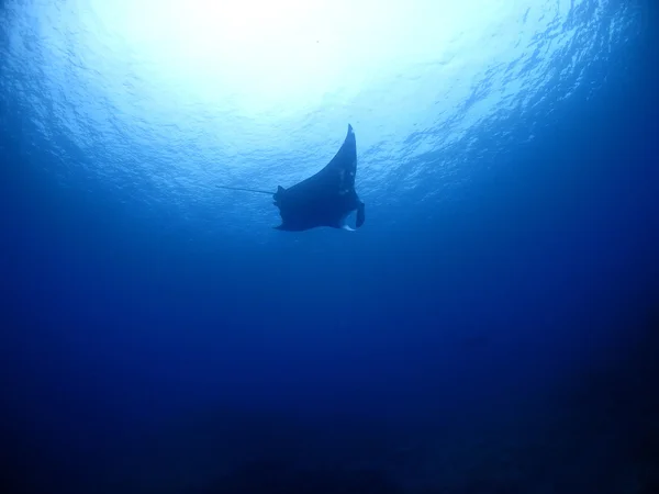 Kho Ishigaki Manta ray — Stok fotoğraf