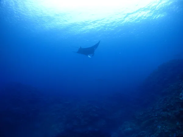 Raio Manta em Kho ishigaki — Fotografia de Stock