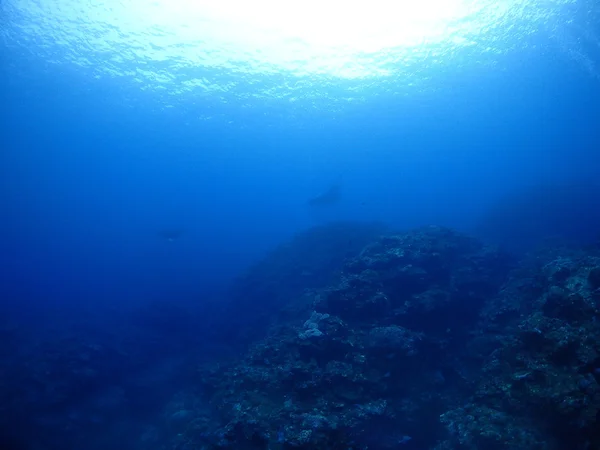 Manta ray v Kho ishigaki — Stock fotografie