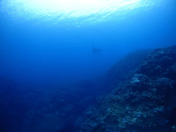 Raio Manta em Kho ishigaki — Fotografia de Stock