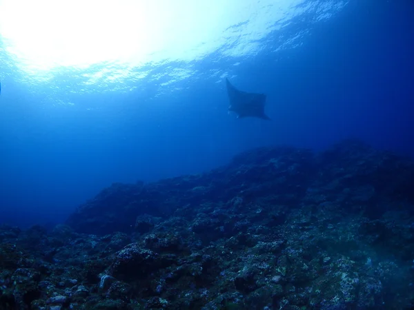 Manta ray in Kho ishigaki — Stockfoto