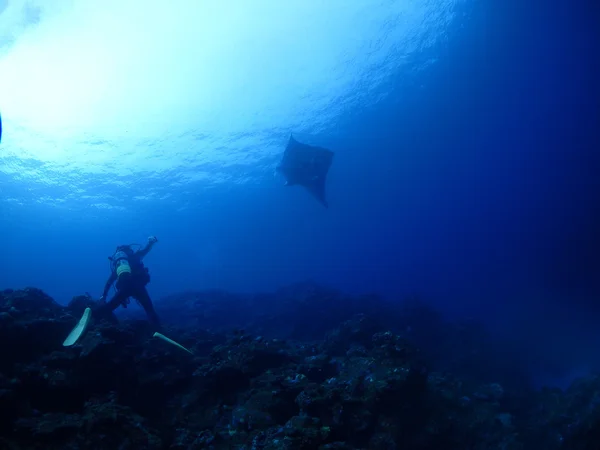 Kho Ishigaki Manta ray