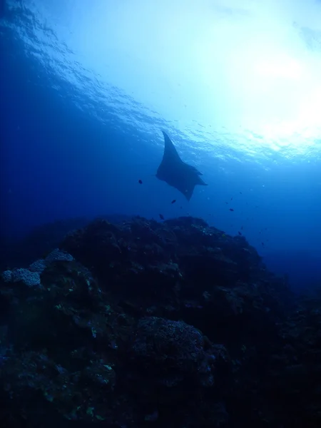 Manta ray in Kho ishigaki — Stock Photo, Image