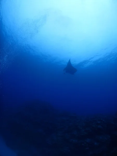 Manta ray in Kho ishigaki — Stockfoto