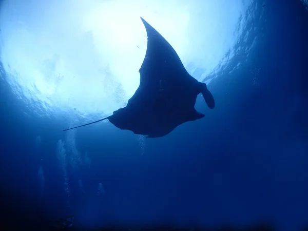 Manta ray in Kho ishigaki — Stock Photo, Image