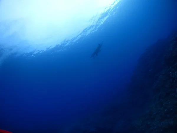 Raggio di Manta in Kho ishigaki Foto Stock