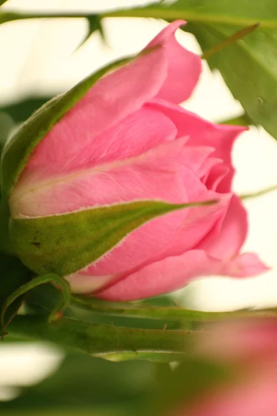 One flower with petal — Stock Photo, Image