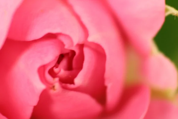 Uma flor com pétala — Fotografia de Stock