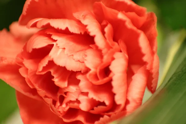 One flower with petal — Stock Photo, Image