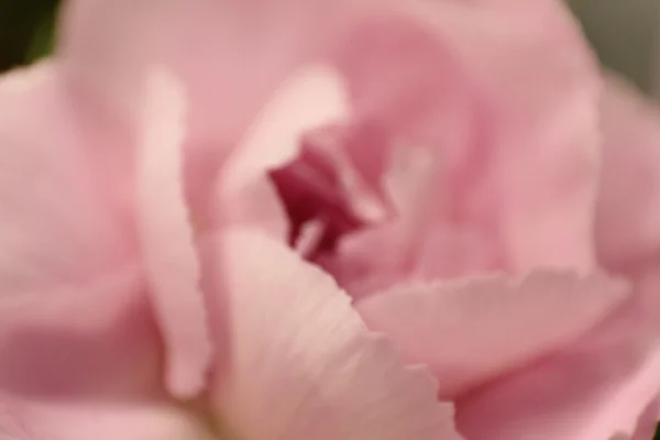 Één bloem met petal Rechtenvrije Stockafbeeldingen