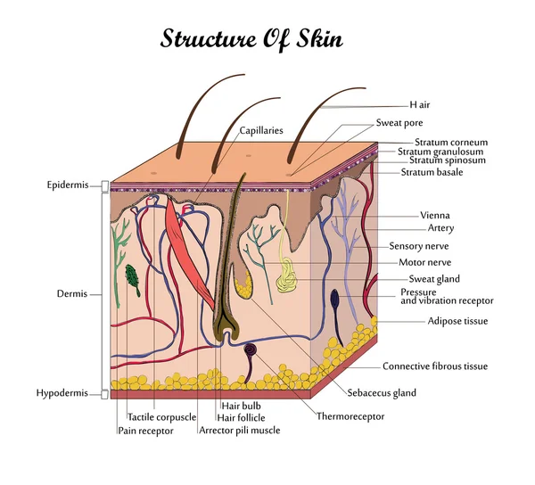 Vectorstructuur van de huid — Stockvector