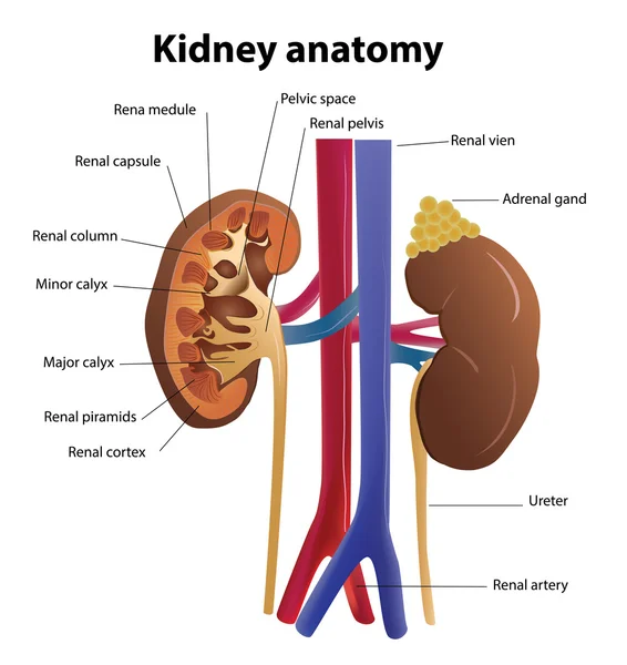 Anatomía renal en vector — Vector de stock