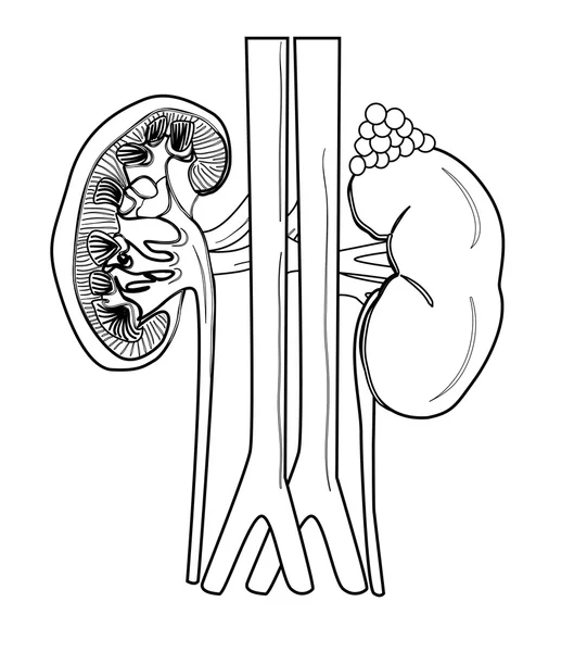 Rein de l'anatomie humaine dans le vecteur — Image vectorielle