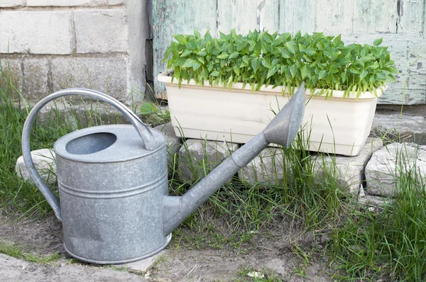 Green seedling in the garden watering pot and stand on the grass — Stock Photo, Image