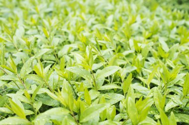 Yağmur damlaları ile genç yeşil sürgünler