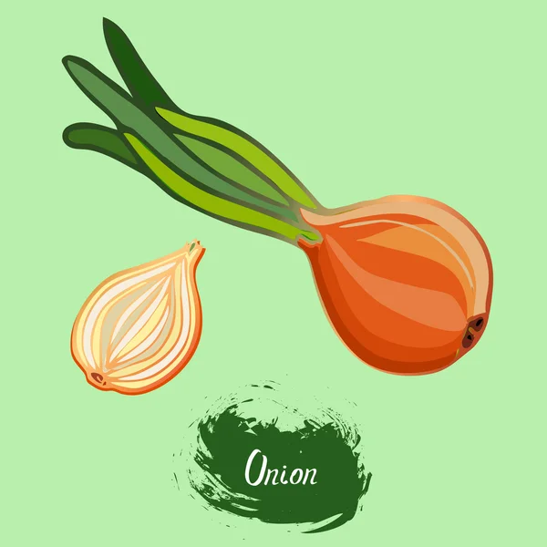 Onion  in the vector — Stock Vector