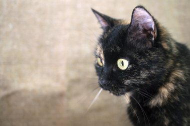 parlak sarı gözlü kedi