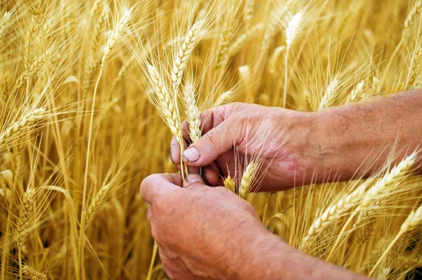 Mani che tengono spighe di grano maturo — Foto Stock