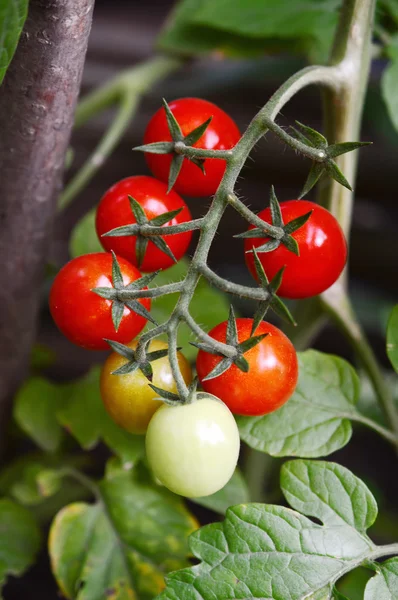 Ramo di pomodori maturi rossi — Foto Stock