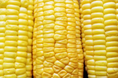 Olgun mısır koçanı yakın çekim