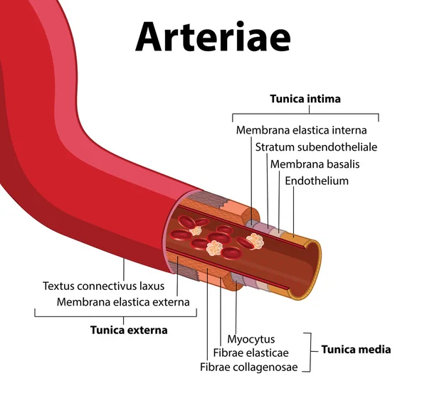 Structure de l'artère — Image vectorielle