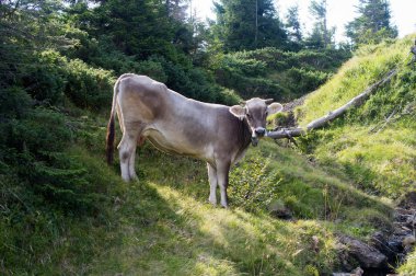 yeşil mera üzerinde ışık inek