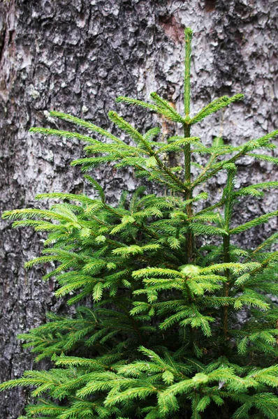 Joven abeto verde sobre un fondo de corteza de árbol — Foto de Stock
