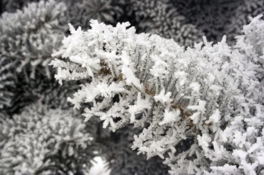 Frost'un üzerinde ağaçların dalları