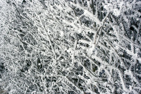 Geada de inverno nos ramos das árvores — Fotografia de Stock