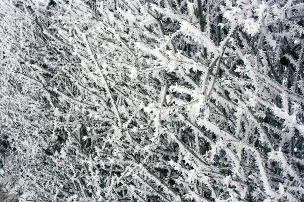 Winter vorst op de takken van bomen — Stockfoto