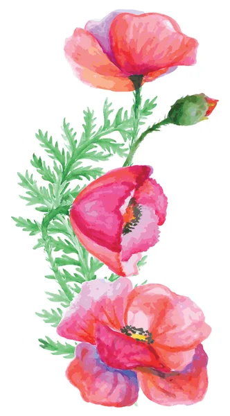 Amapolas florecientes — Vector de stock