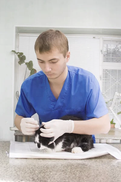兽医医生检查一只猫 — 图库照片
