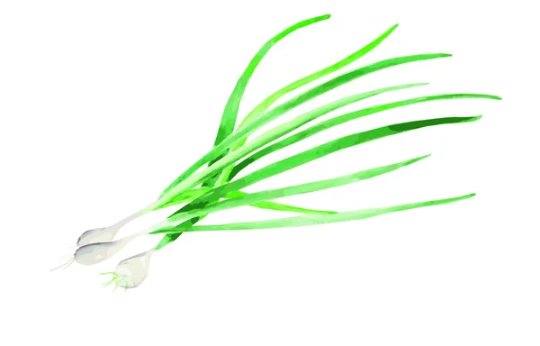 Green onions — Stock Vector