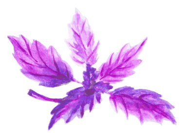 Mor fesleğen Şubesi