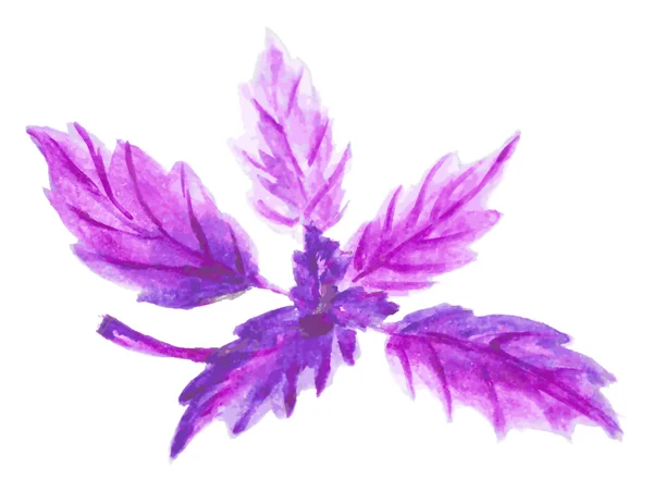 Branch of purple basil — Stock Vector