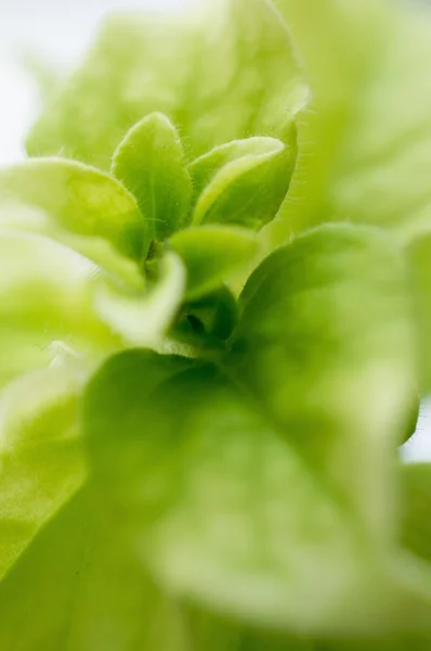 Fresh mint — Stock Photo, Image