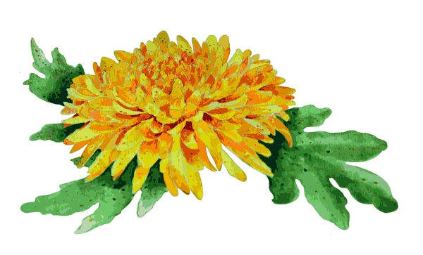 Chrysanthème jaune vecteur — Image vectorielle