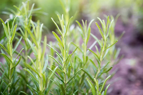 shoots of rosemary 