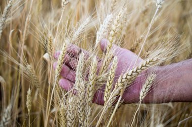 el kulakları buğday tutan