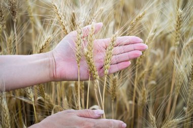Olgun buğday başakları