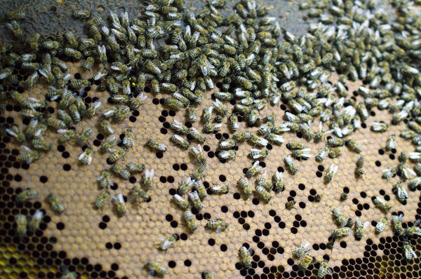 bee on sealed honeycomb