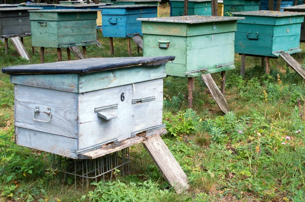 Fileiras de colmeias no apiário — Fotografia de Stock